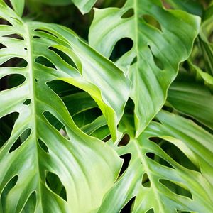 Green leaves of a house plant in sharp focus.